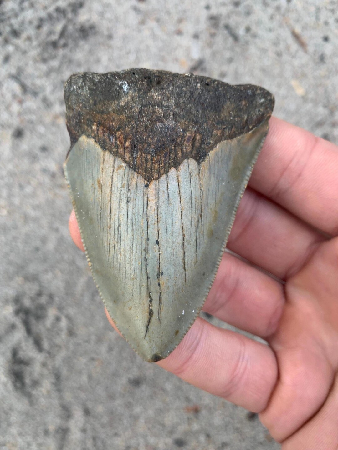 Megalodon Tooth - 3.06 Inches. Real Fossil Megalodon Shark Tooth ...