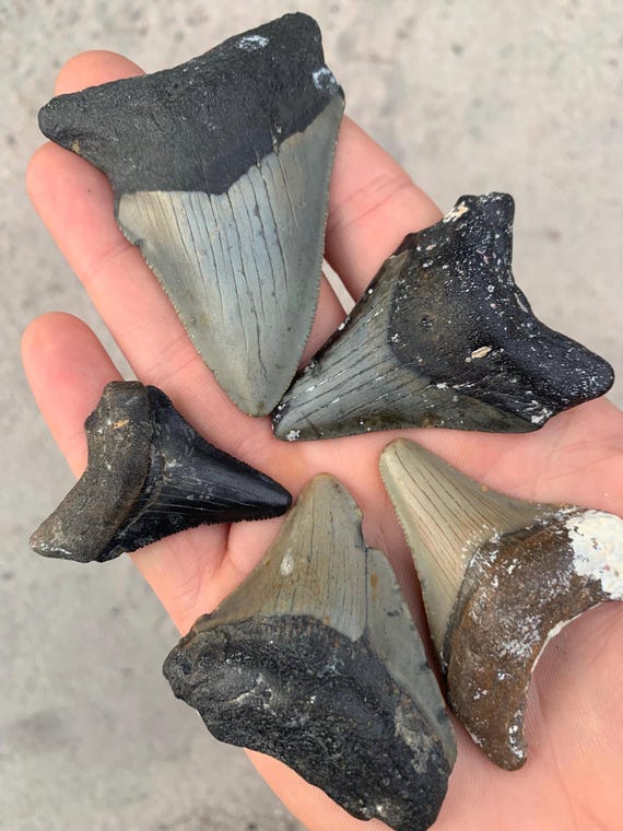5 Megalodon Shark Teeth -  Real Fossil Megalodon Shark Tooth, Authentic Shark Tooth Fossil, Huge Megalodon Tooth, Meg Teeth