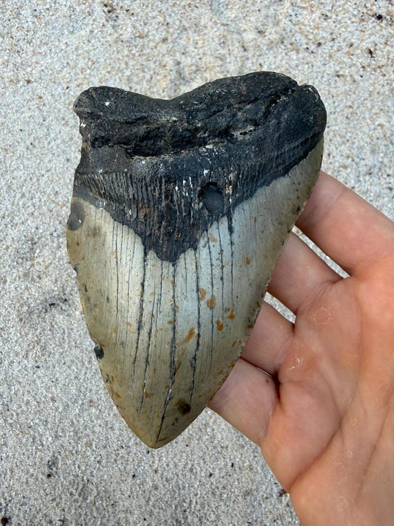 4.98 inch Megalodon Shark Tooth Fossil – Authentic, No Repair Meg Teeth