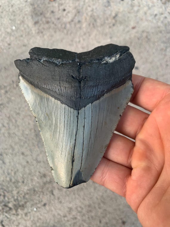 Megalodon Tooth - 4.15 inches