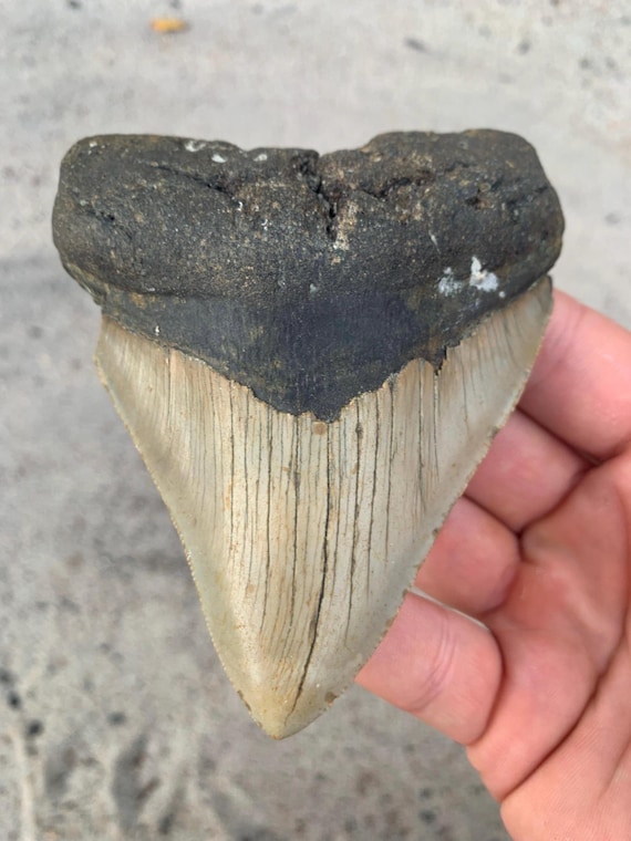 Megalodon Tooth - 4.17 inches