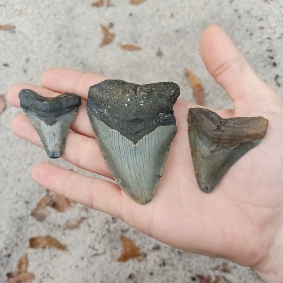 3 Megalodon Shark Teeth