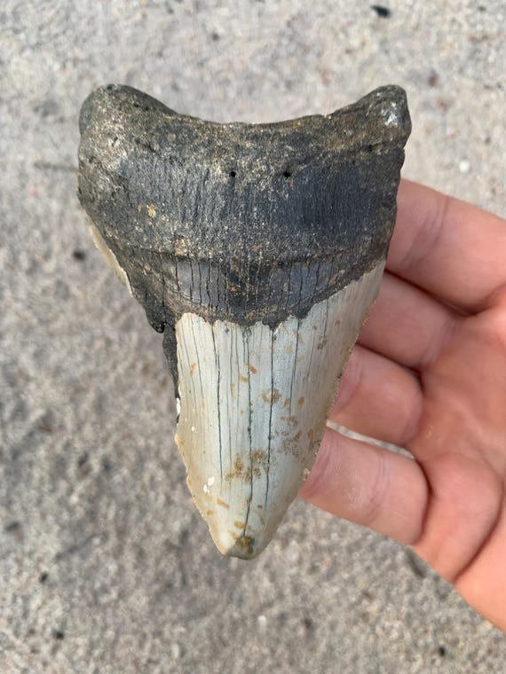 Megalodon Tooth - 4.1 inches