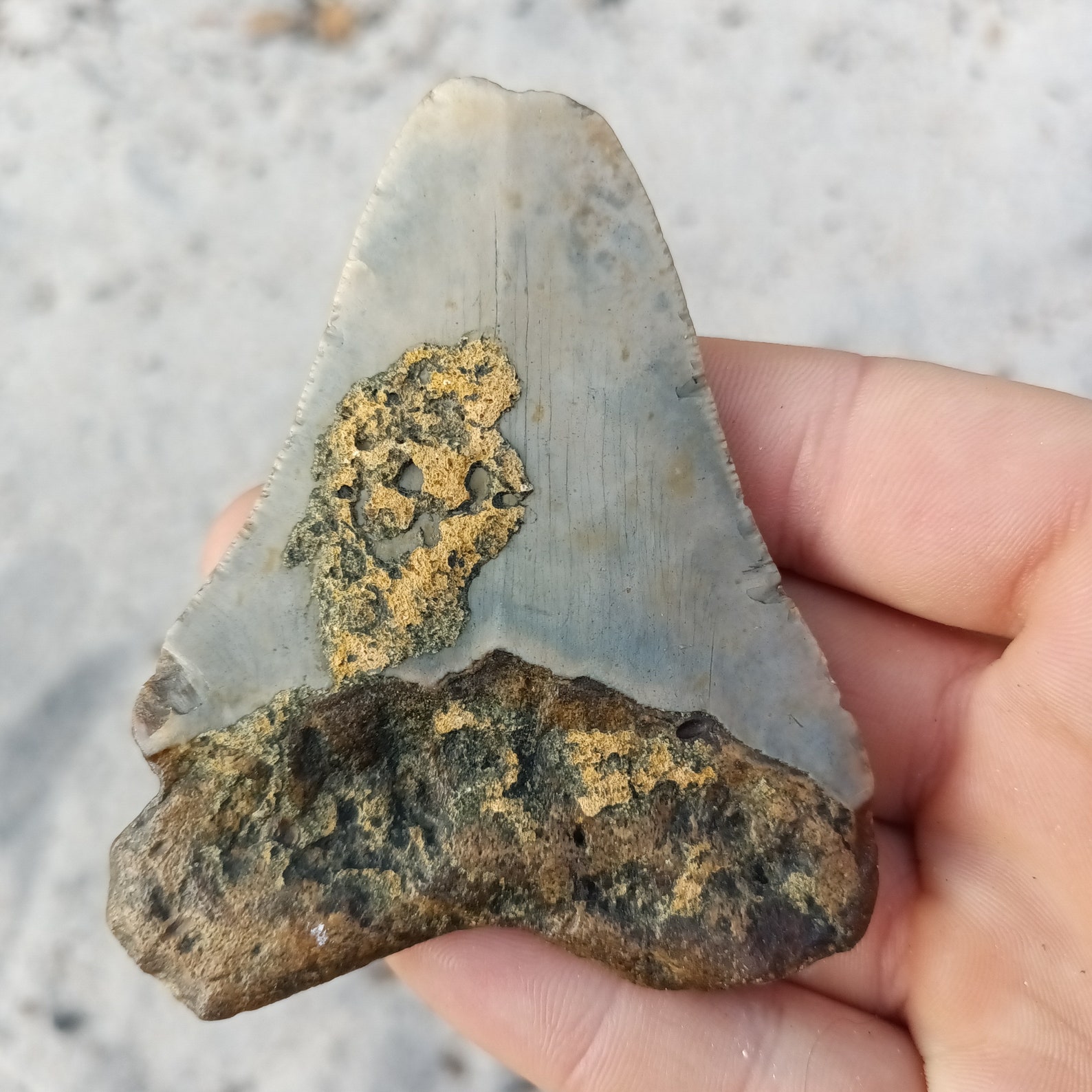 7 Inch Meg Megalodon Tooth - 3.33 Inches. Real Fossil Megalodon Shark Tooth ...
