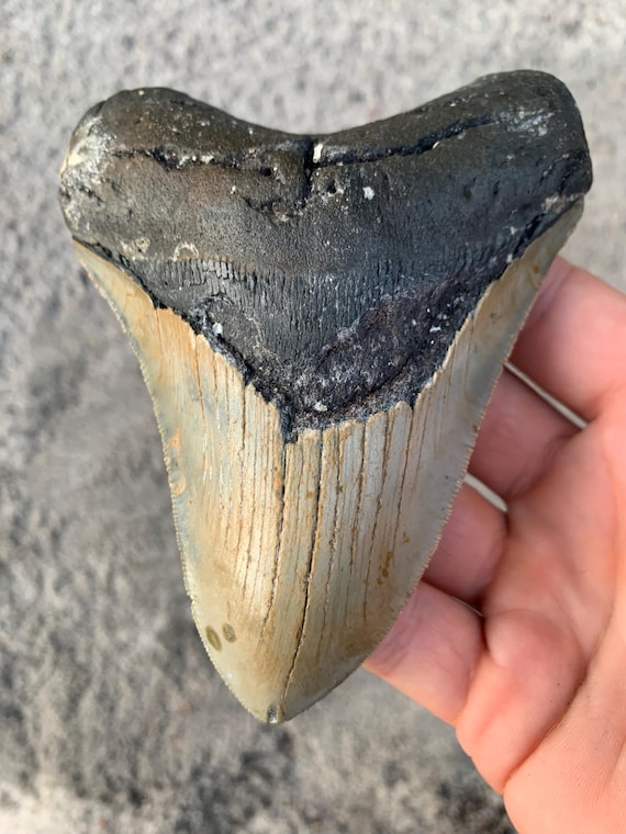 Megalodon Tooth - 4.98 inches Giant Real Fossil Megalodon Shark Tooth
