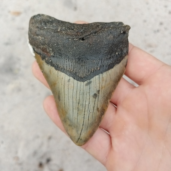 Megalodon Tooth - 3.88 inches
