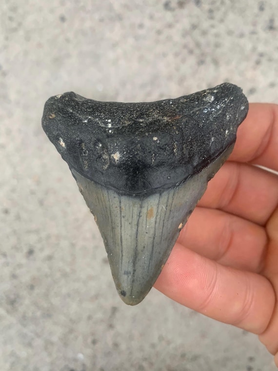 Megalodon Tooth - 2.82 inches
