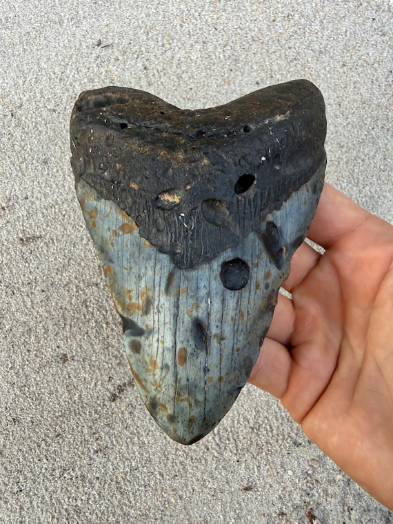5.54 inch Megalodon Shark Tooth Fossil – Authentic, No Repair