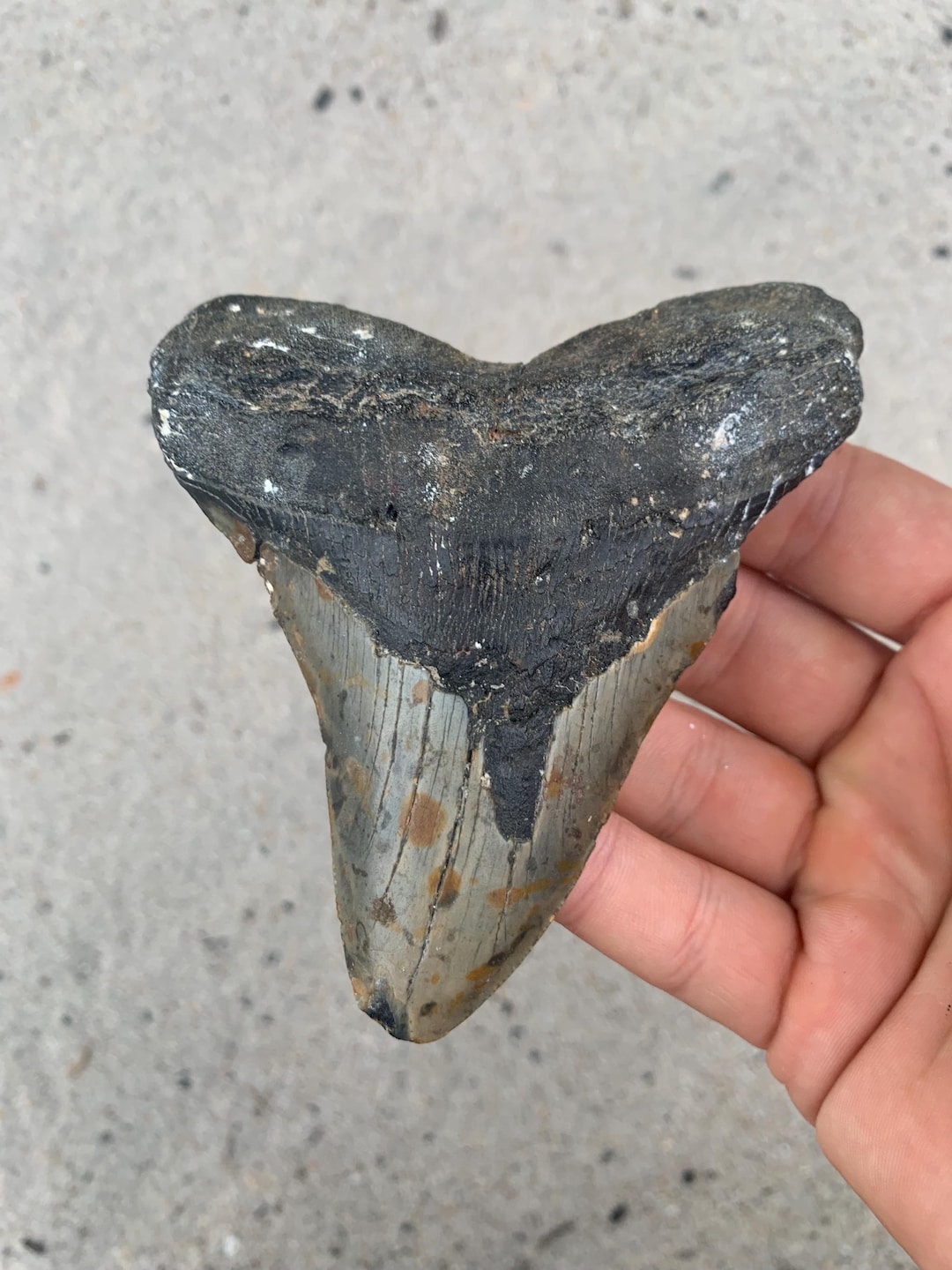 サメの歯　メガロドン　歯化石　特大　美麗　完全ナチュラル　希少標本 サメの歯メガロドン歯化石特大美麗完全ナチュラル希少標本
