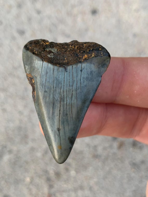 C. Hastalis Mako Fossil Shark Tooth - 1.86 Inches