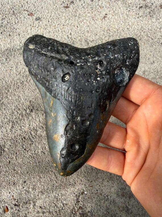 4.97 inch Megalodon Shark Tooth Fossil – Authentic No Repair Meg Teeth