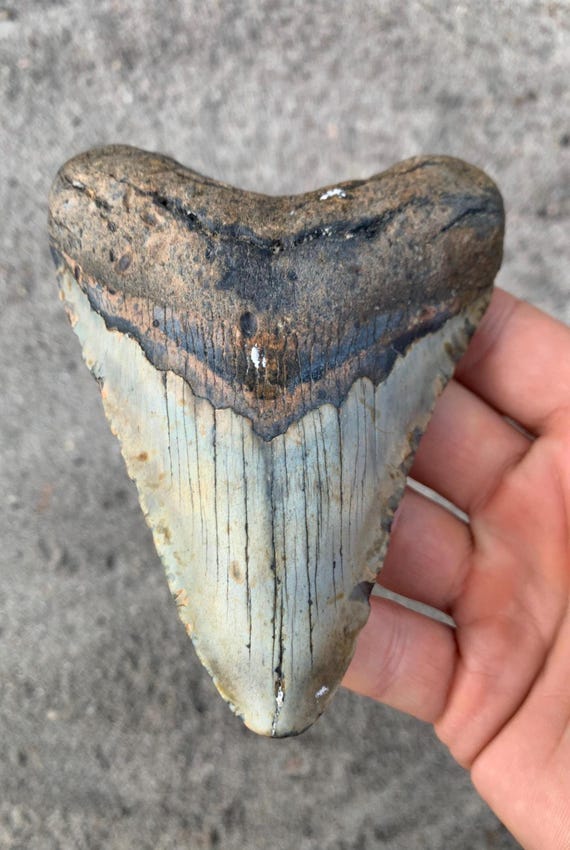 4.81 inch Megalodon Shark Tooth Fossil – Authentic, No Repair Meg Teeth