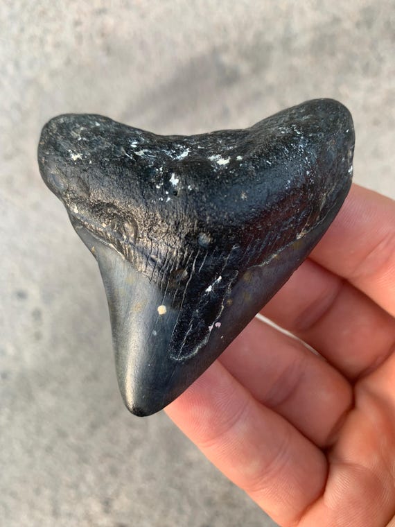 Megalodon Tooth - 2.97 inches