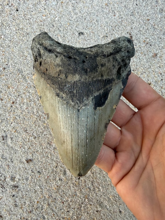 4.69 inch Megalodon Shark Tooth Fossil – Authentic, No Repair Meg Teeth