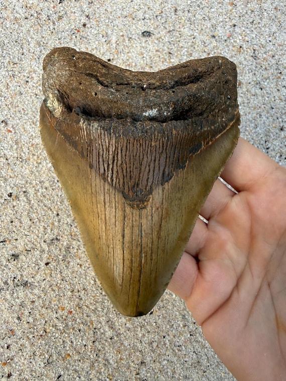 5.19 inch Megalodon Shark Tooth Fossil – Authentic, No Repair Meg Teeth