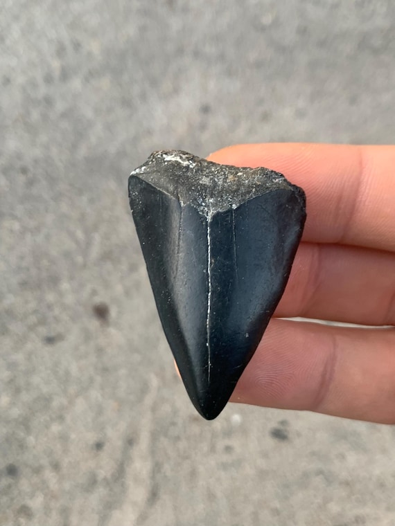 1.86 inch C. Hastalis Mako Fossil Shark Tooth