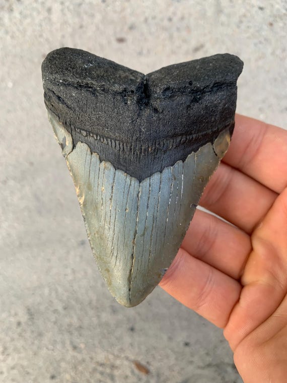 4.05 inch Megalodon Shark Tooth Fossil – Authentic No Repair Meg Teeth