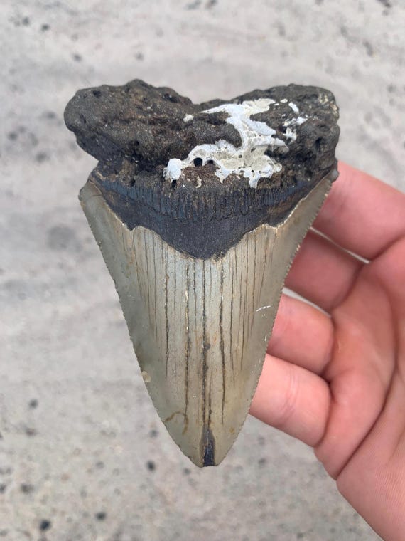 Megalodon Tooth - 4.34 inches