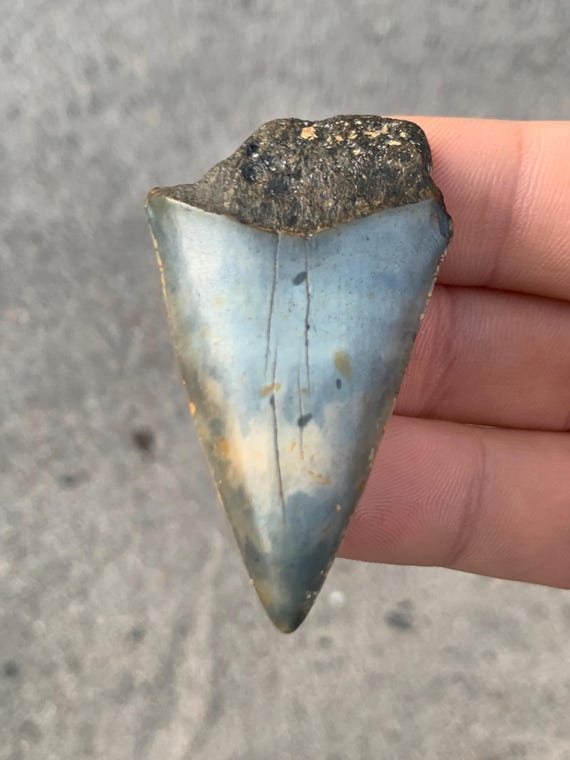 2.06 inch C. Hastalis Mako Fossil Shark Tooth