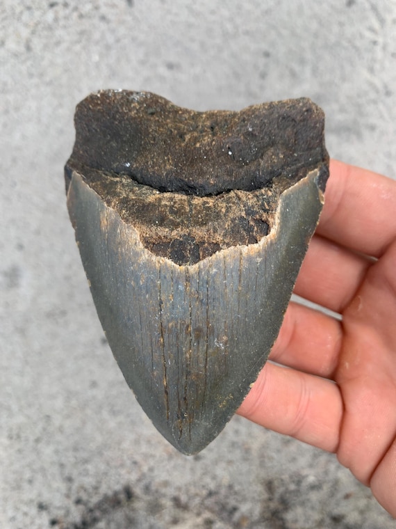 Megalodon Tooth - 4.1 inches