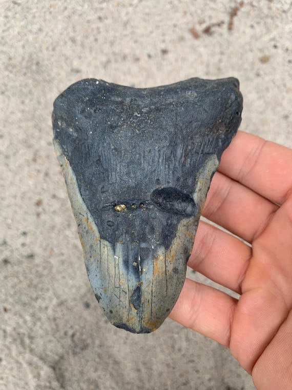 4.54 inch Megalodon Shark Tooth Fossil – Authentic, No Repair Meg Teeth