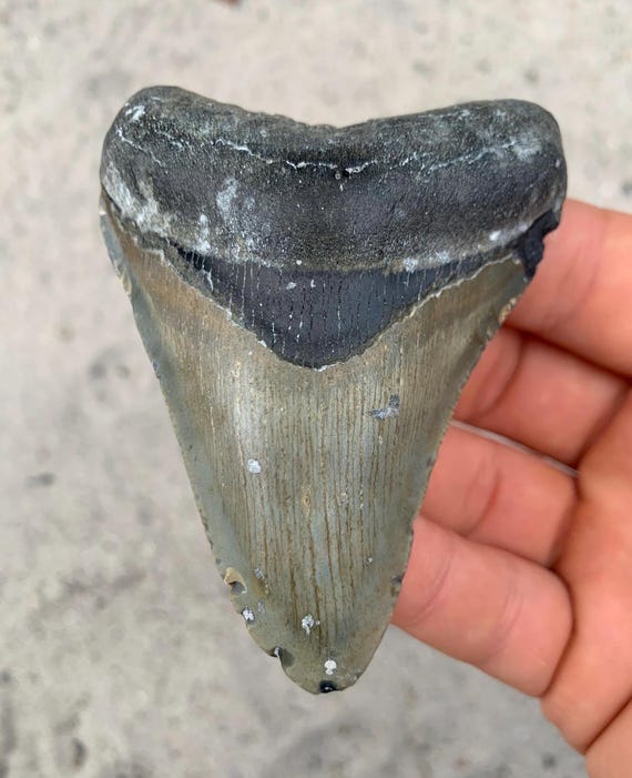 3.64 inch Megalodon Shark Tooth Fossil – Authentic No Repair Meg Teeth