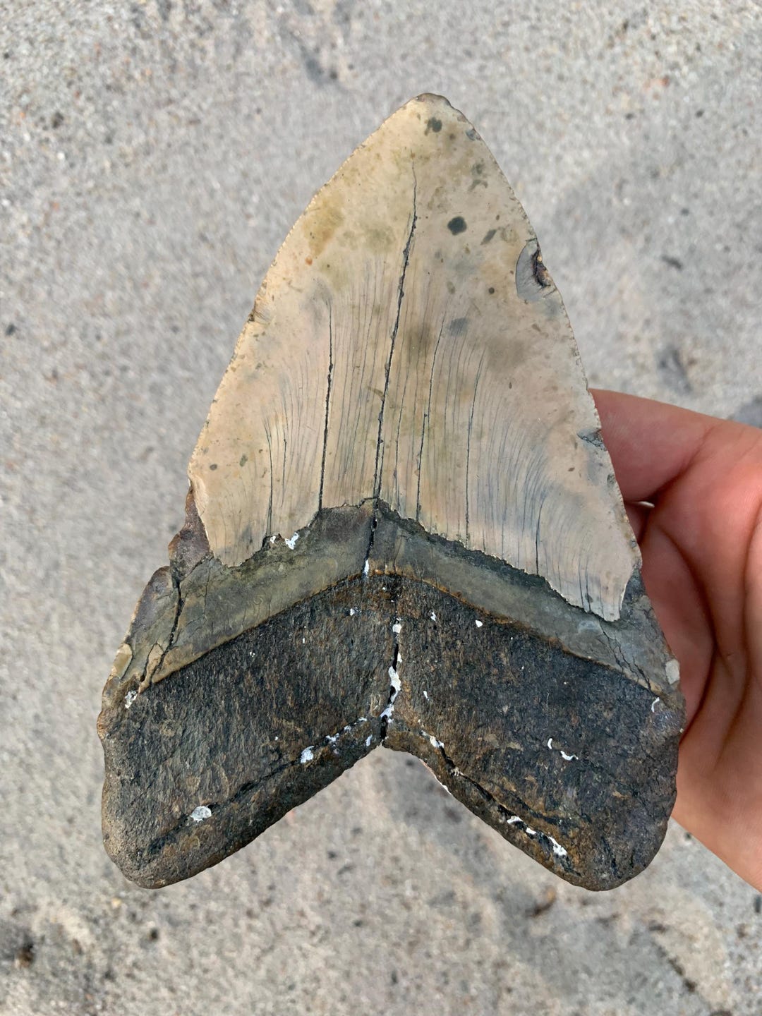 Megalodon Tooth - 5.9 Inches Giant Real Fossil Megalodon Shark Tooth ...
