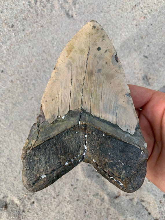 Megalodon Tooth - 5.9 inches Giant Real Fossil Megalodon Shark Tooth