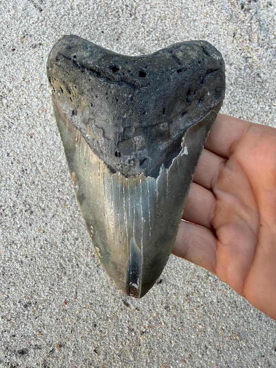5.40 inch Megalodon Shark Tooth Fossil – Authentic No Repair Meg Teeth
