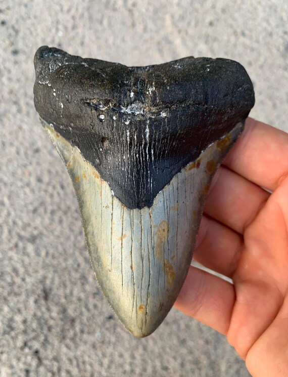 Megalodon Tooth - 4.85 inches