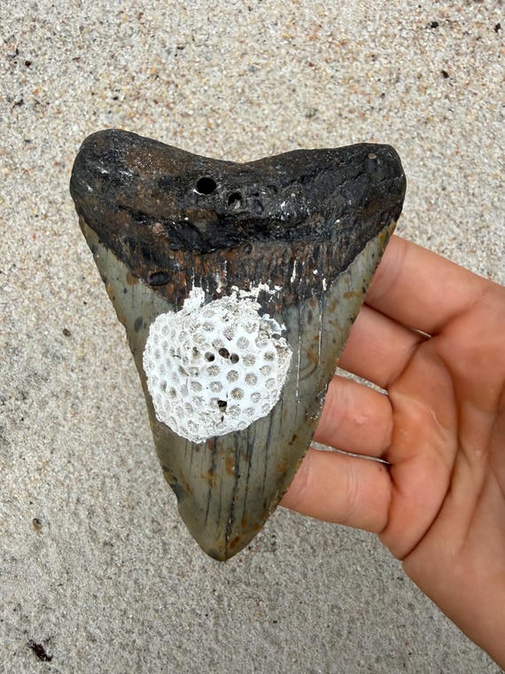 4.58 inch Megalodon Shark Tooth Fossil – Authentic, No Repair Meg Teeth