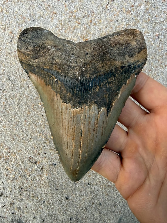 4.88 inch Megalodon Shark Tooth Fossil – Authentic, No Repair Meg Teeth