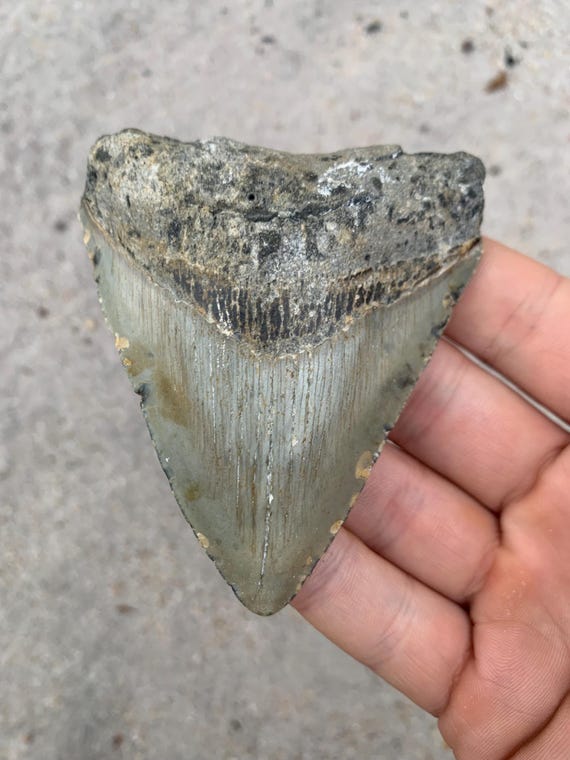 3.52 inch Megalodon Shark Tooth Fossil – Authentic, No Repair Meg Teeth