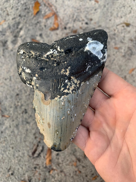 Megalodon Tooth - 5.07 inches