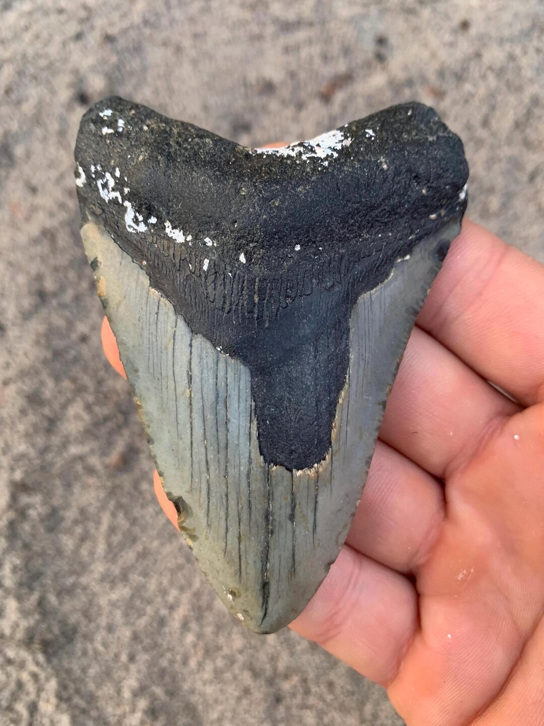 7 Inch Meg Megalodon Tooth - 3.83 Inches. Real Fossil Megalodon Shark Tooth ...