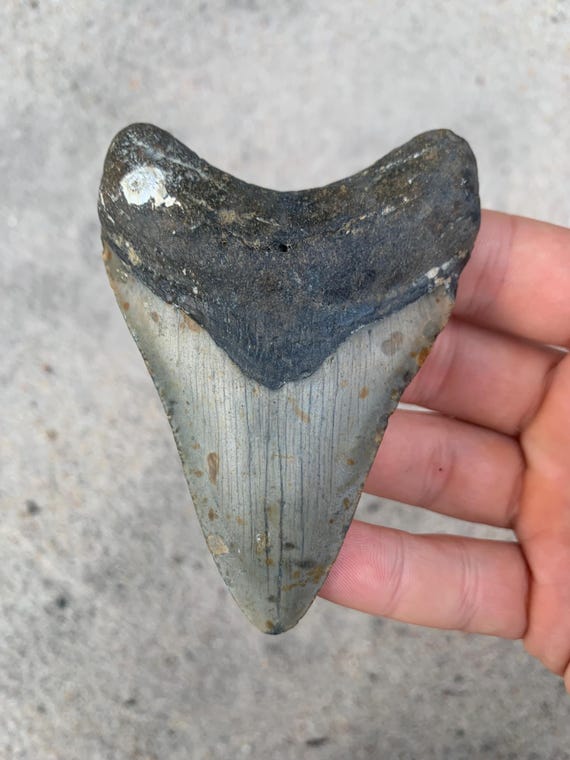 Megalodon Tooth - 3.86 inches