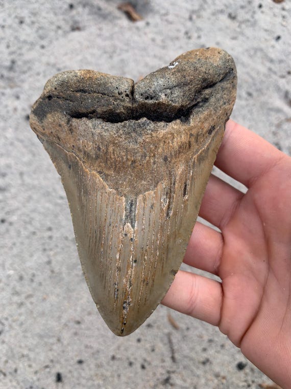 Megalodon Tooth - 5.33 inches