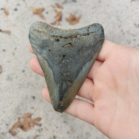 Megalodon Tooth - 3.97 inches