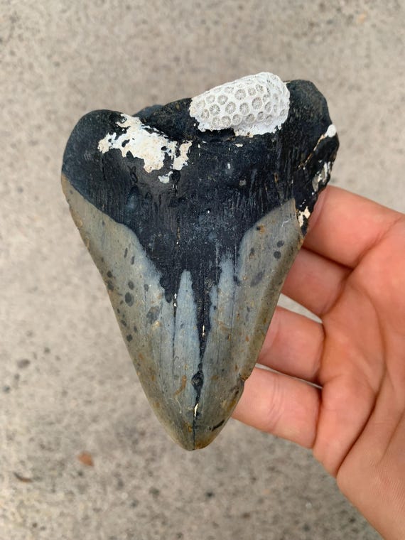 Megalodon Tooth - 4.56 inches