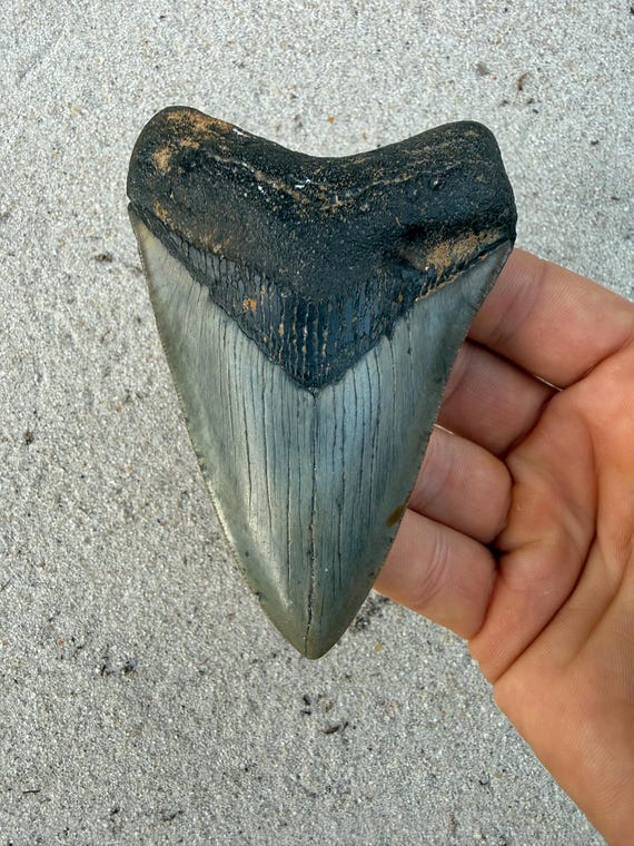 4.45 inch Megalodon Shark Tooth, Authentic, No Repair Meg Teeth Fossils