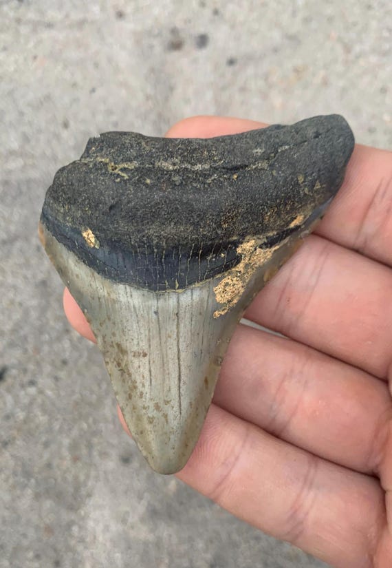 Megalodon Tooth - 2.99 inches
