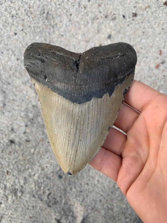 4.88 inch Megalodon Shark Tooth Fossil – Authentic, No Repair Meg Teeth