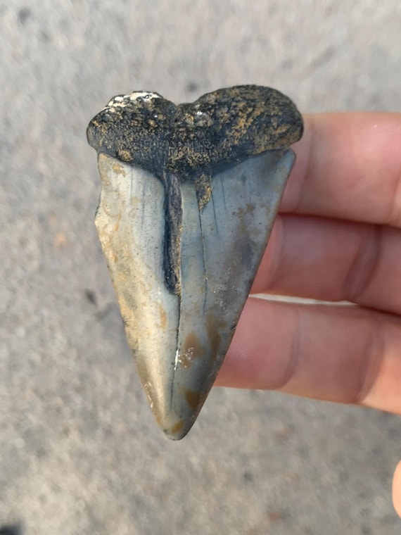 2.47 inch C. Hastalis mako shark tooth fossil