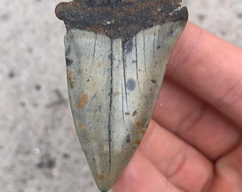 C. Hastalis Mako Fossil Shark Tooth - 2.41 Inches, Huge fossilized mako, Hastalis shark tooth. Real Fossil Shark Tooth, Shark Teeth Fossils
