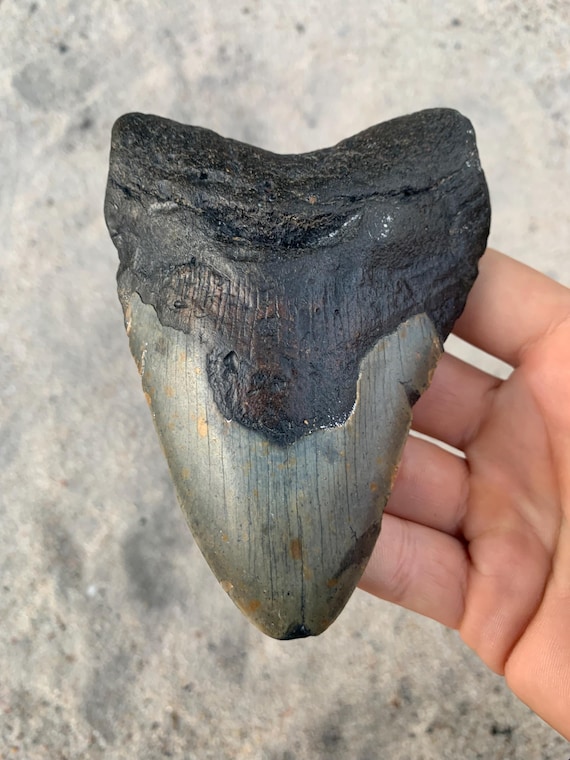 Megalodon Tooth - 4.87 inches