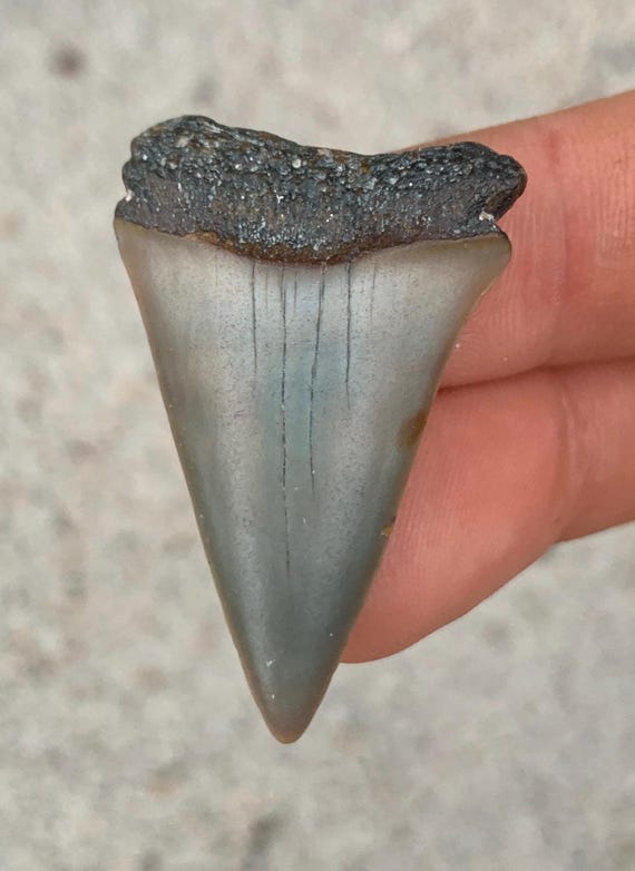 C. Hastalis Mako Fossil Shark Tooth - 1.69 Inches
