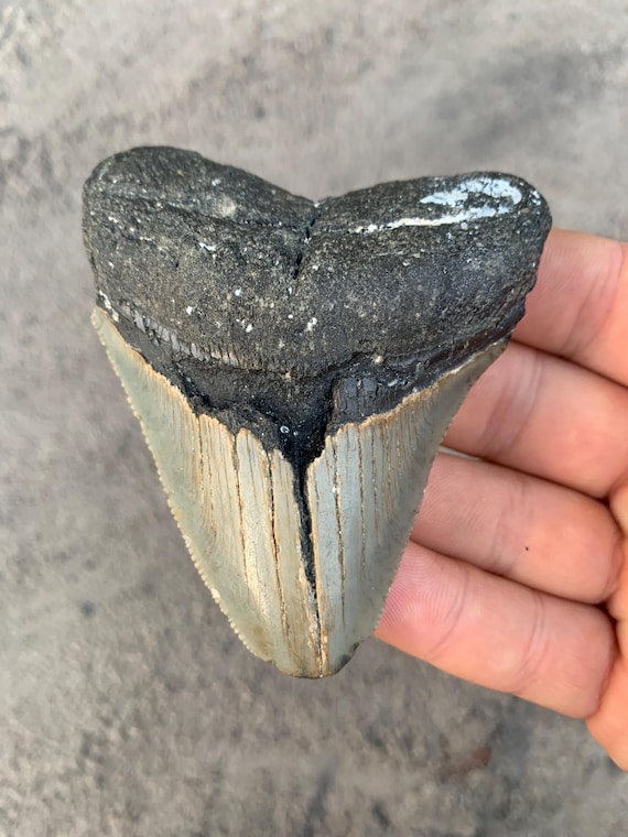 Megalodon Tooth - 3.49 inches