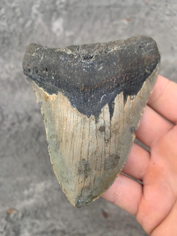 4.62 inch Megalodon Shark Tooth Fossil – Authentic, No Repair Meg Teeth