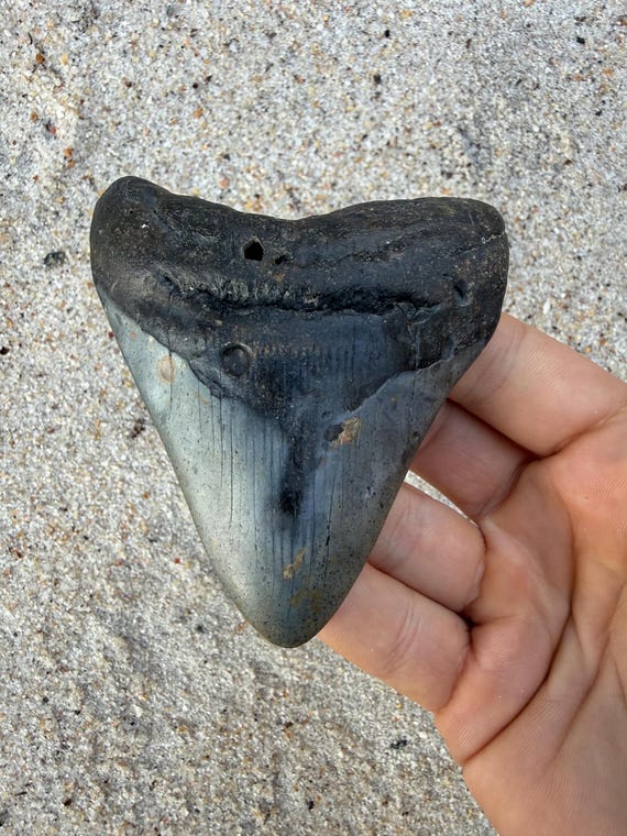 3.71 inch Megalodon Shark Tooth Fossil – Authentic, No Repair Meg Teeth