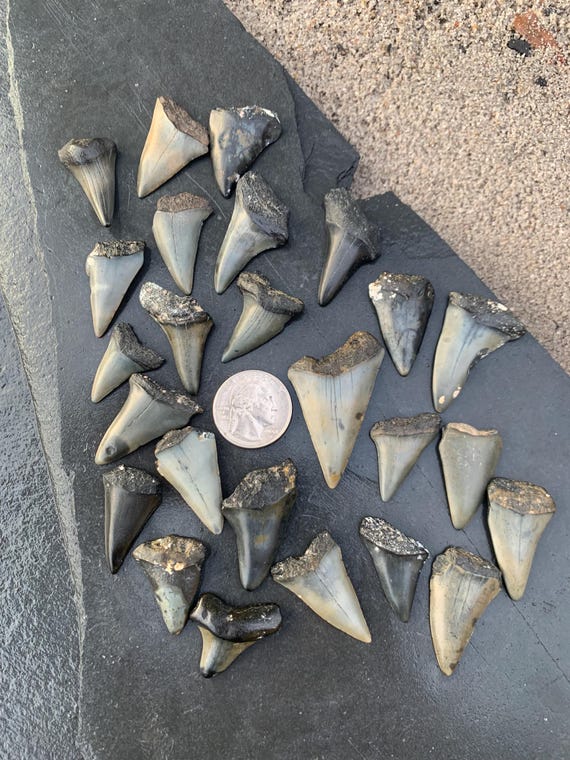 25 C. Hastalis Fossil Shark Teeth - Great for Necklaces and Crafts